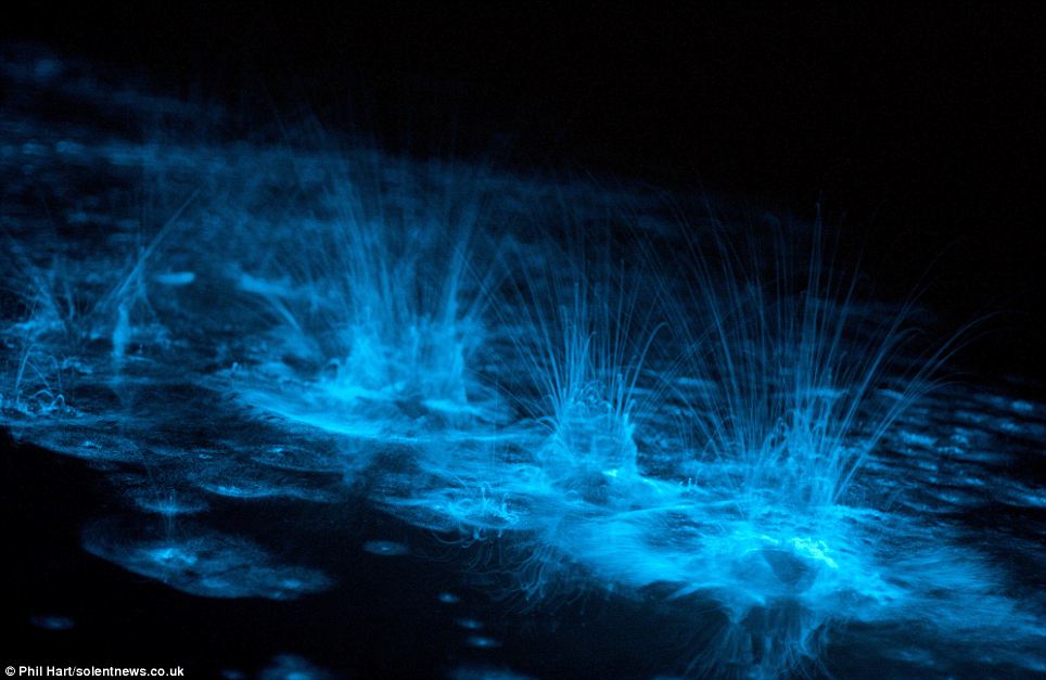 Agua marina brillante por efecto de la bioluminiscencia de microorganismos