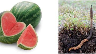 Alimentos potenciadores de la erección