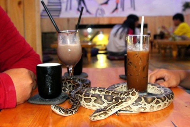 Cafetería donde tomar algo en compañía de reptiles en Japón