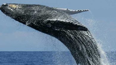 Ballena azul rocual