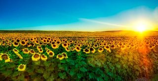 Campo de girasoles