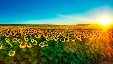 Campo de girasoles
