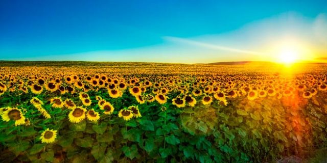 Por qué los girasoles se orientan hacia el Sol