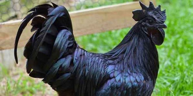 El pollo totalmente negro (Ayam Cemani)