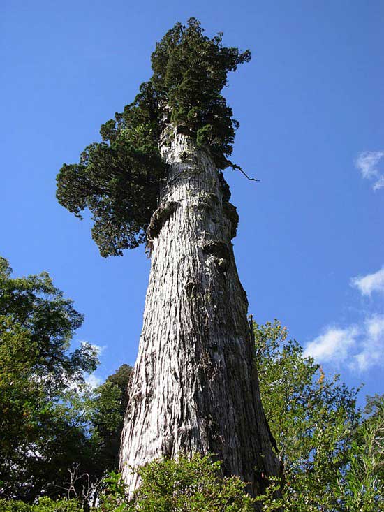 Árbol Alerce