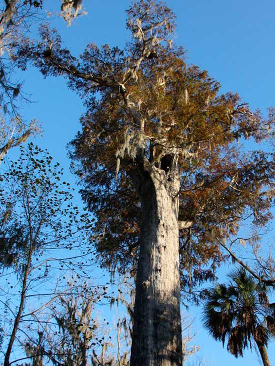 Árbol el senador