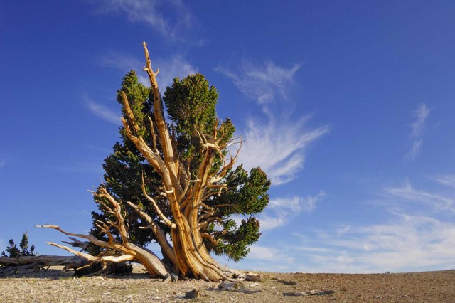 Árbol Matusalén