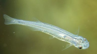 candiru