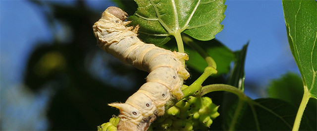 gusano de seda