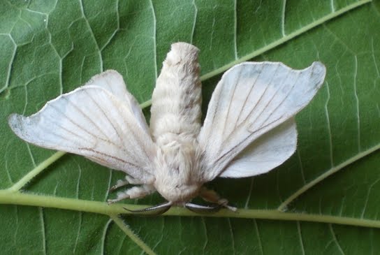 Mariposa del gusano de seda