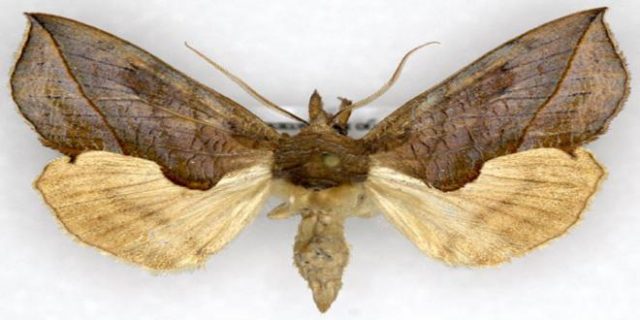 La mariposa vampiro (Calyptra Thalictr)