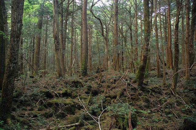 Aokigahara-trees