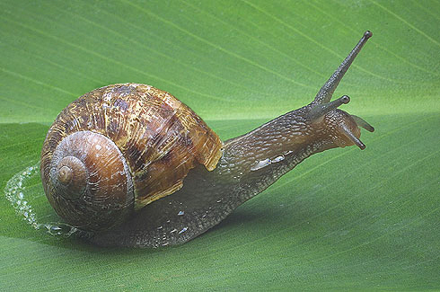 caracol1