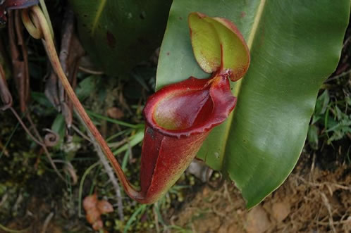 planta-carnivora-Borneo-