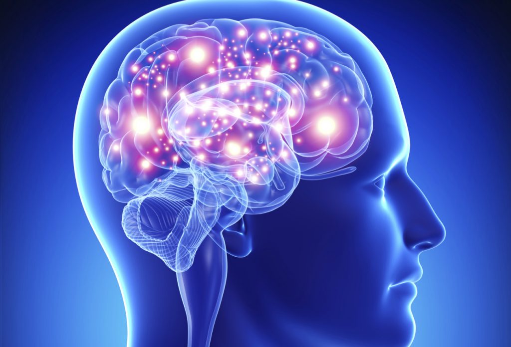 como es el cerebro humano