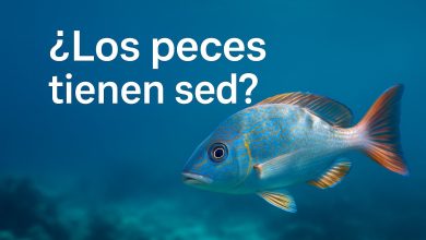 ¿Los peces tienen sed?