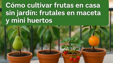 Cultivar frutas en casa sin jardin