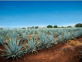 Plantaciones de maguey