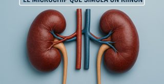 El Microchip que simula un Riñon