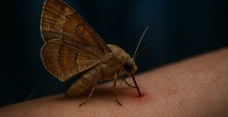 La mariposa vampiro